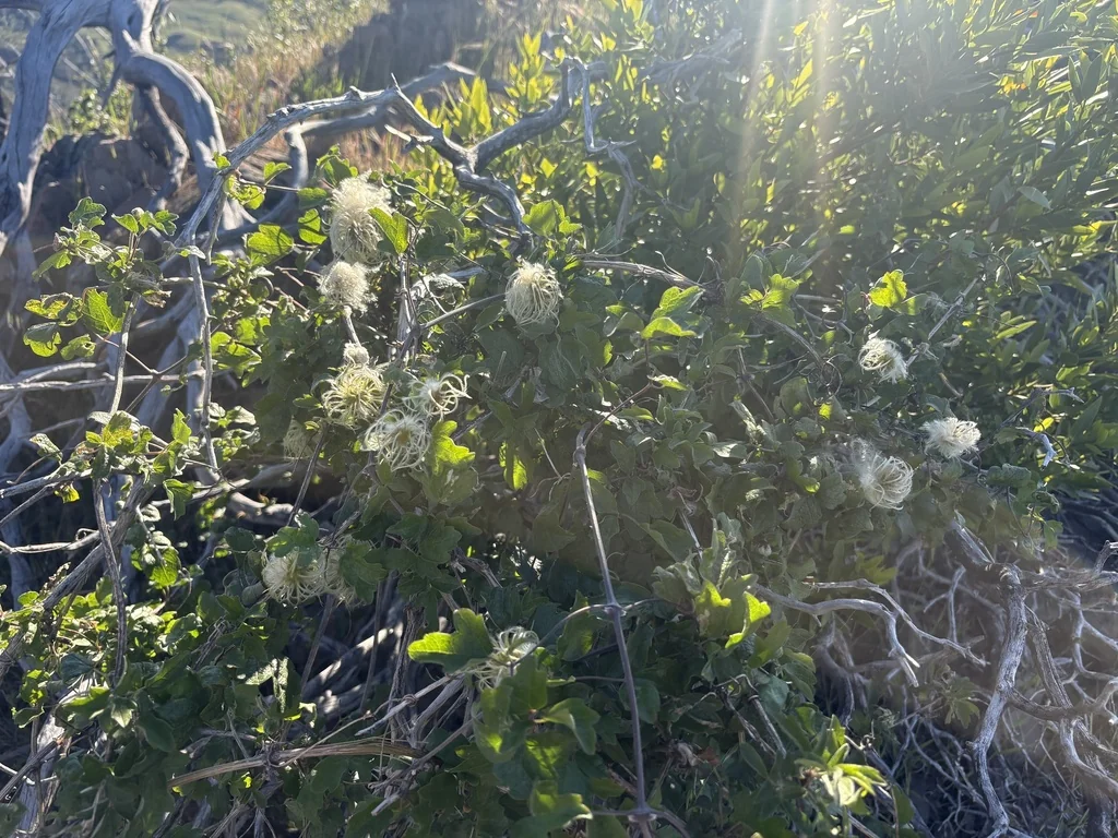 Clematis Lasiantha