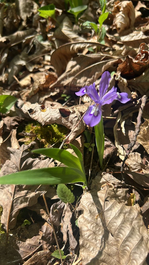 Iris Cristata