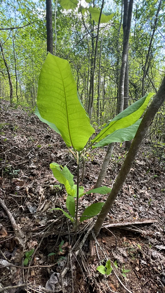 Magnolia Macrophylla