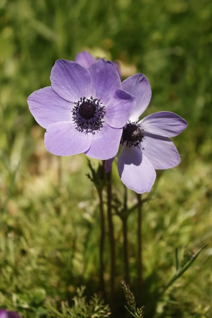 Anemone Coronaria