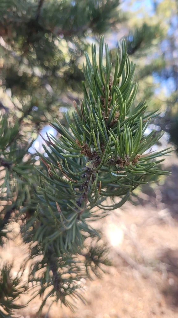 Pinus Edulis