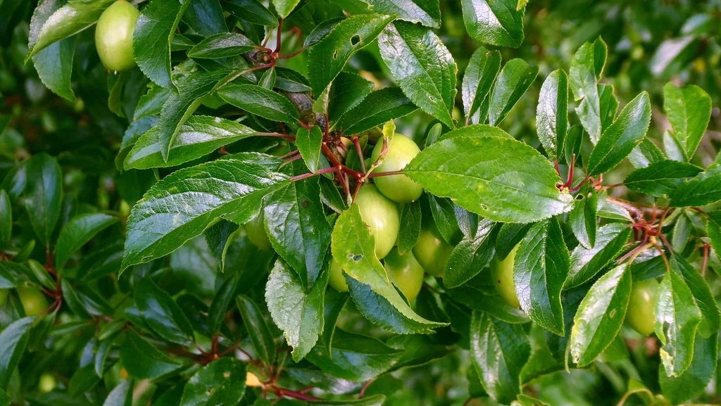 Prunus Domestica