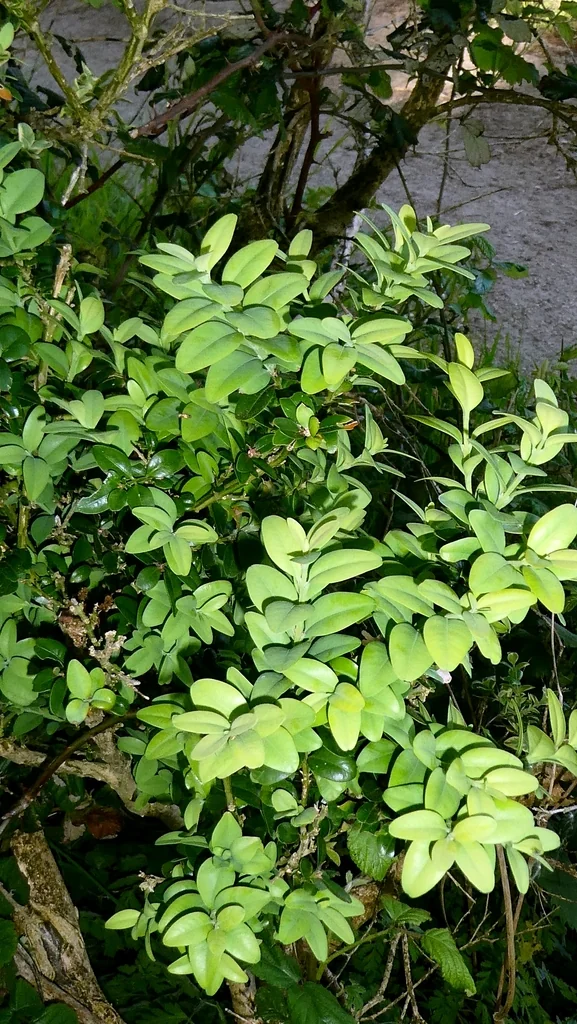 Buxus sempervirens