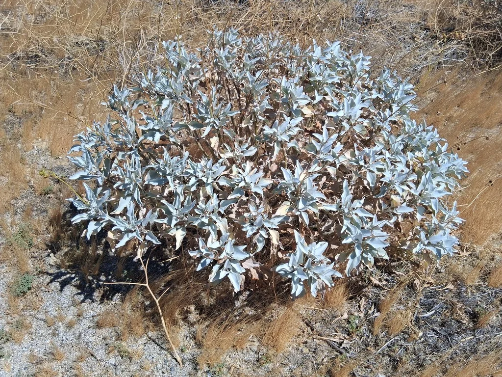 Encelia Farinosa