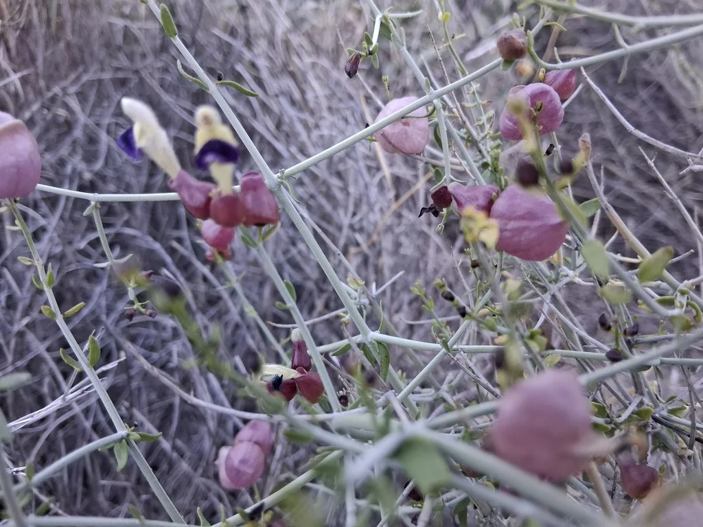 Scutellaria Mexicana