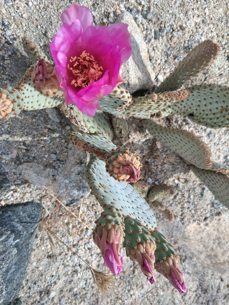 Opuntia Basilaris