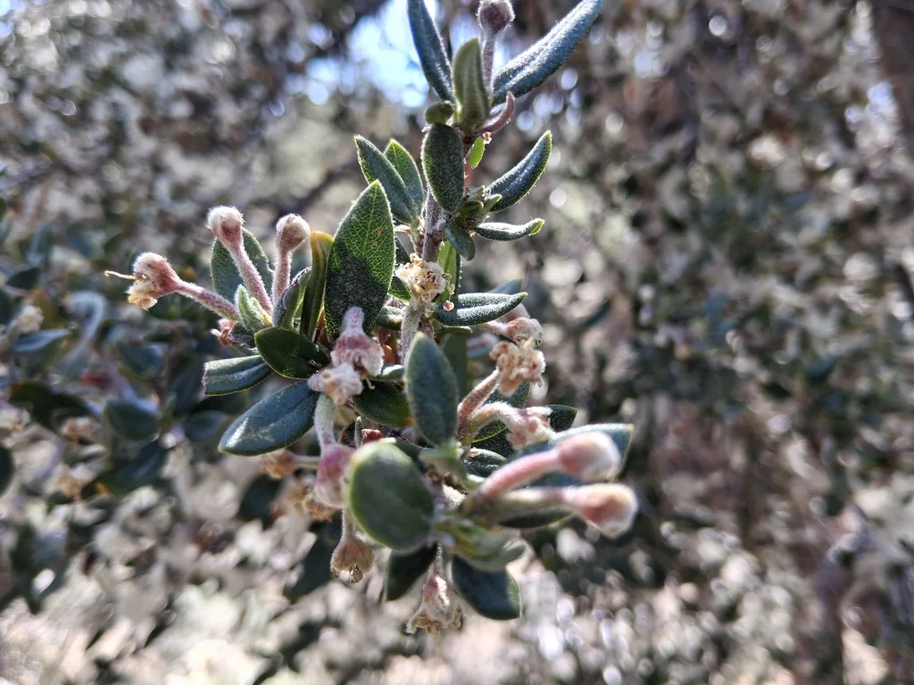 Cercocarpus Ledifolius