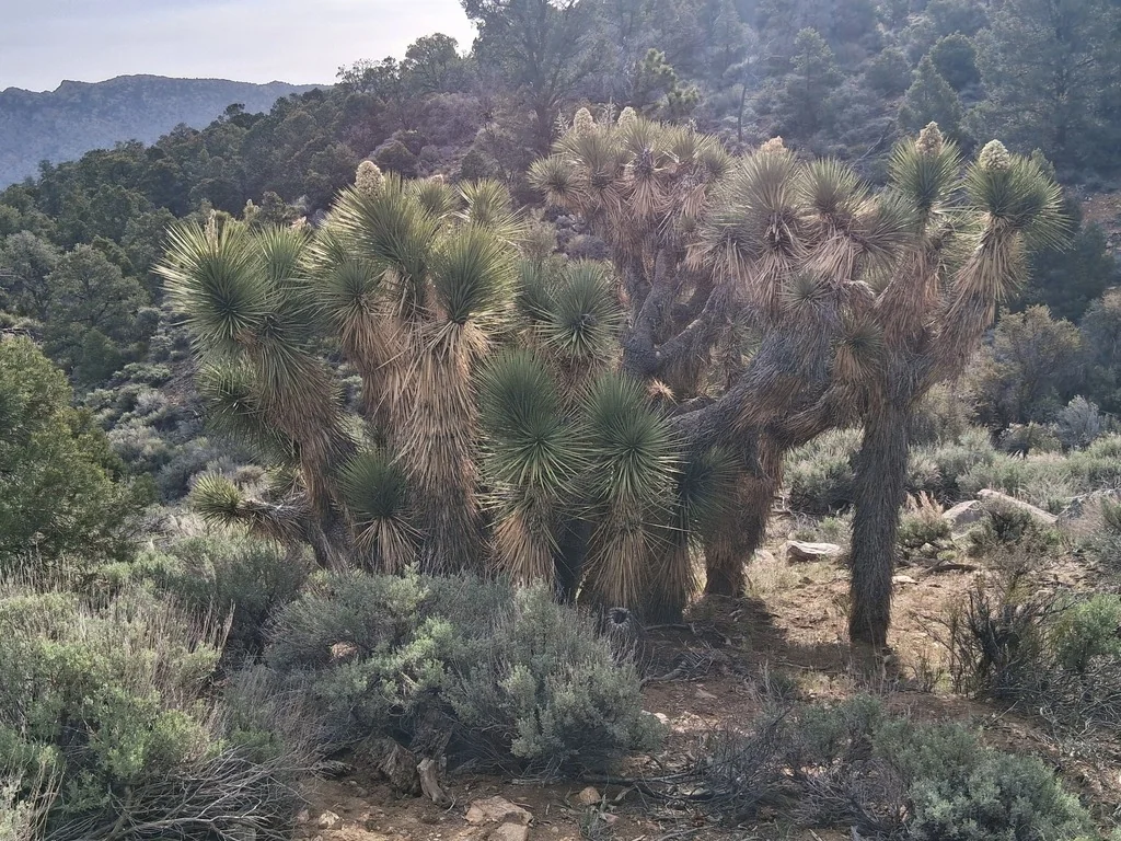Yucca Brevifolia