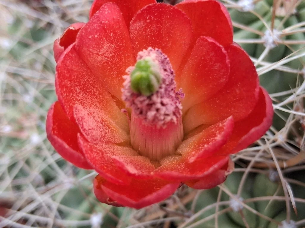 Echinocereus Triglochidiatus