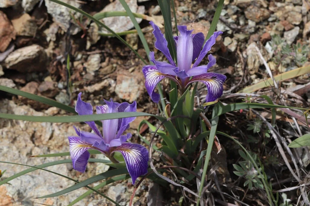 Iris Macrosiphon