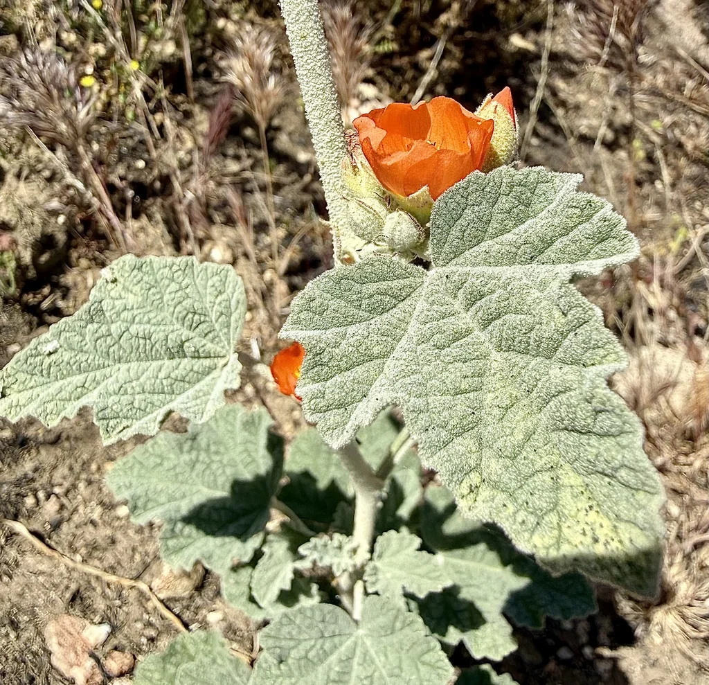 Sphaeralcea Ambigua
