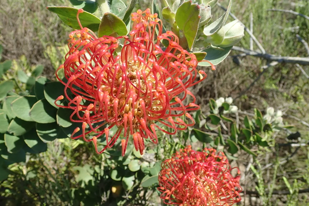 Leucospermum Cordifolium