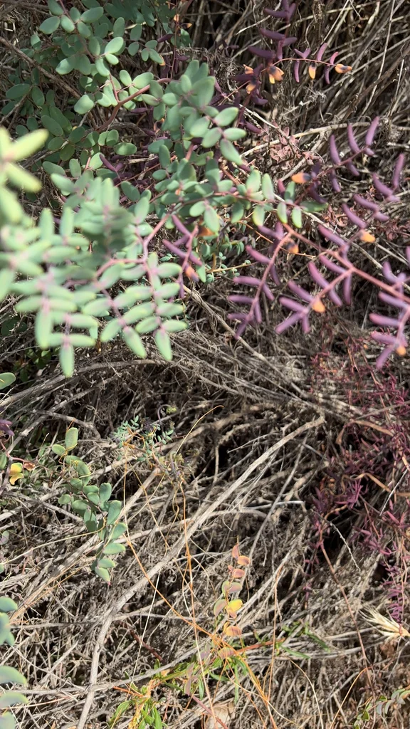 Pellaea Andromedifolia