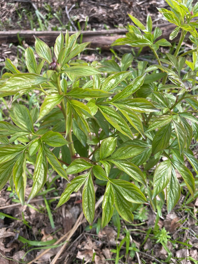 Paeonia Lactiflora