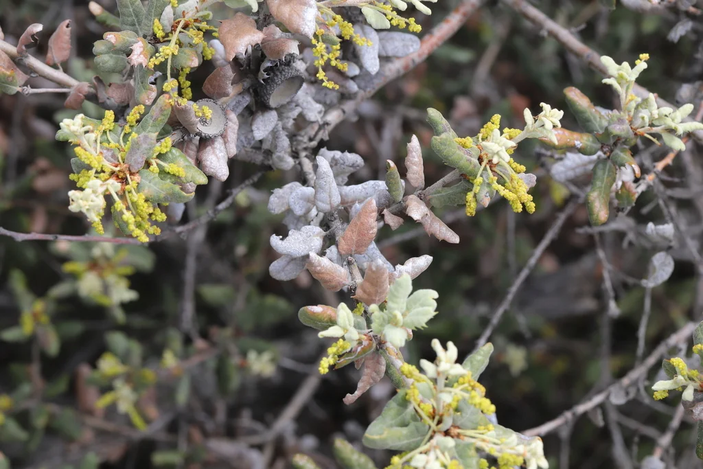 Quercus berberidifolia