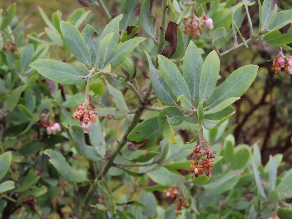 Arctostaphylos Columbiana