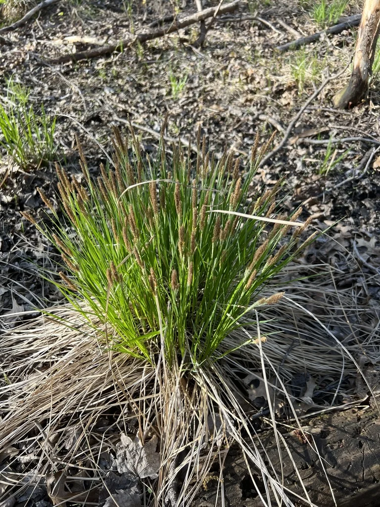 Carex Stricta