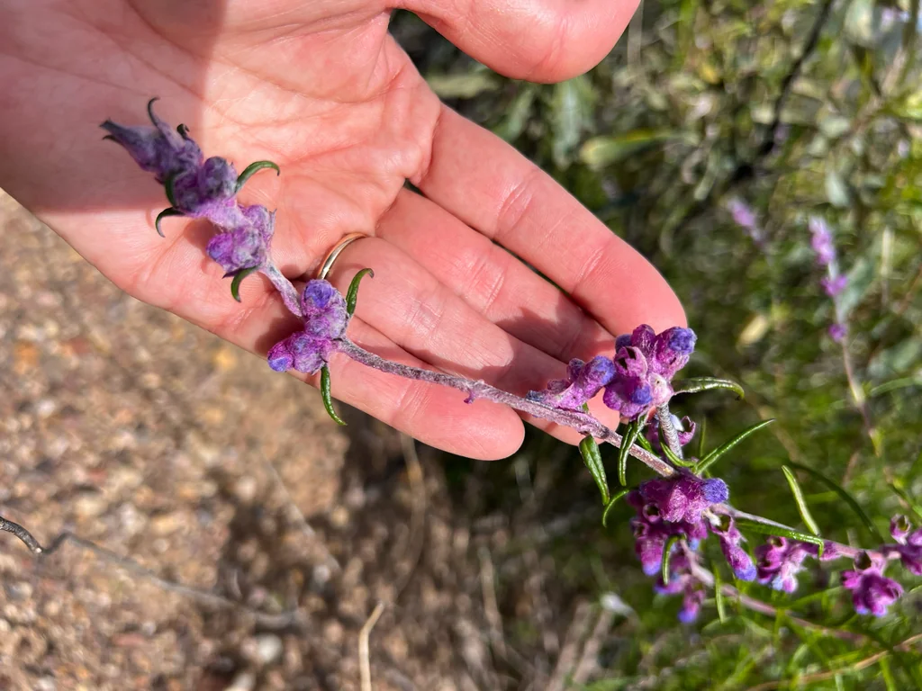 Trichostema Lanatum