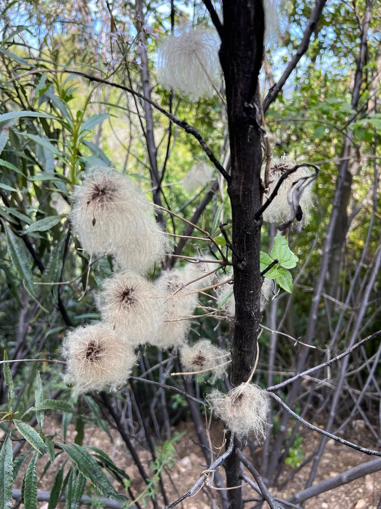 Clematis Lasiantha