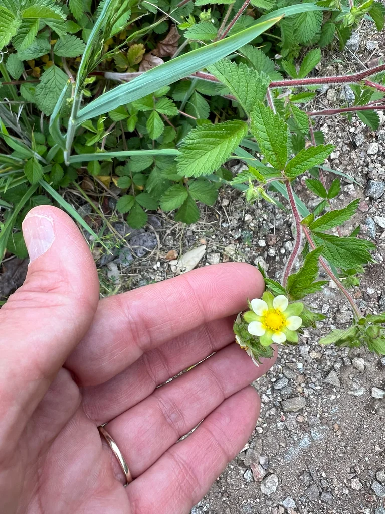 Potentilla Glandulosa