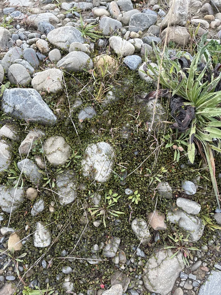 Muehlenbeckia axillaris
