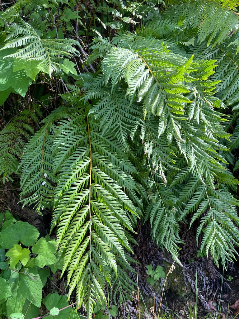 Woodwardia Fimbriata