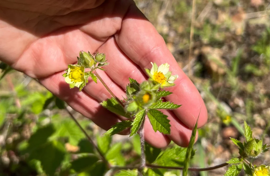 Potentilla Glandulosa