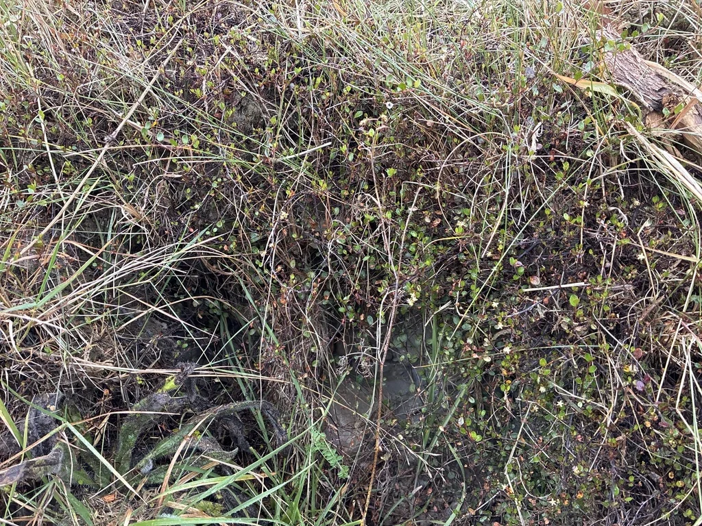 Muehlenbeckia axillaris