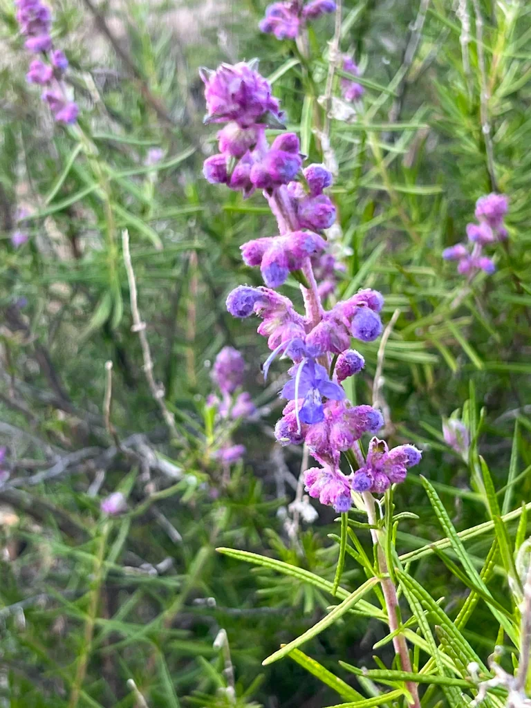 Trichostema Lanatum