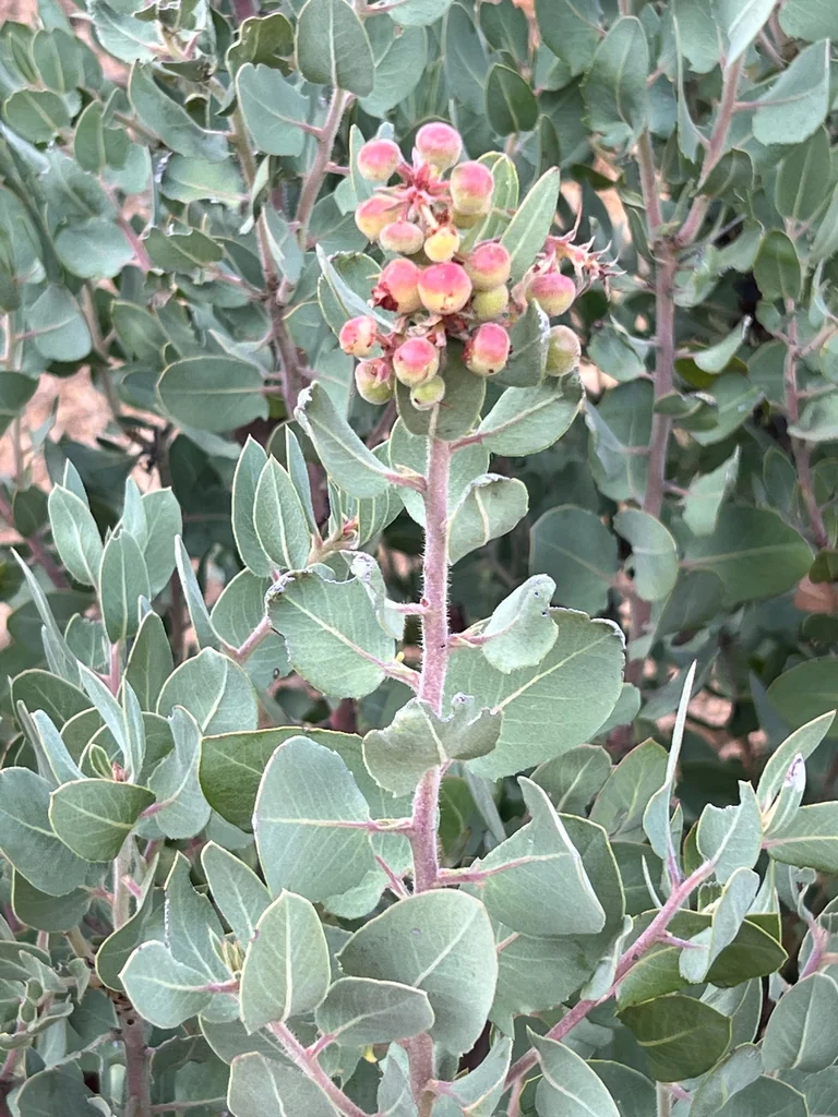 Arctostaphylos Glandulosa