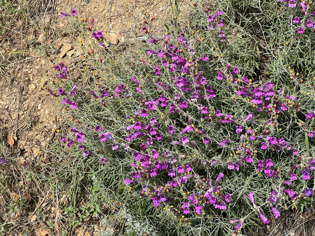 Penstemon Heterophyllus