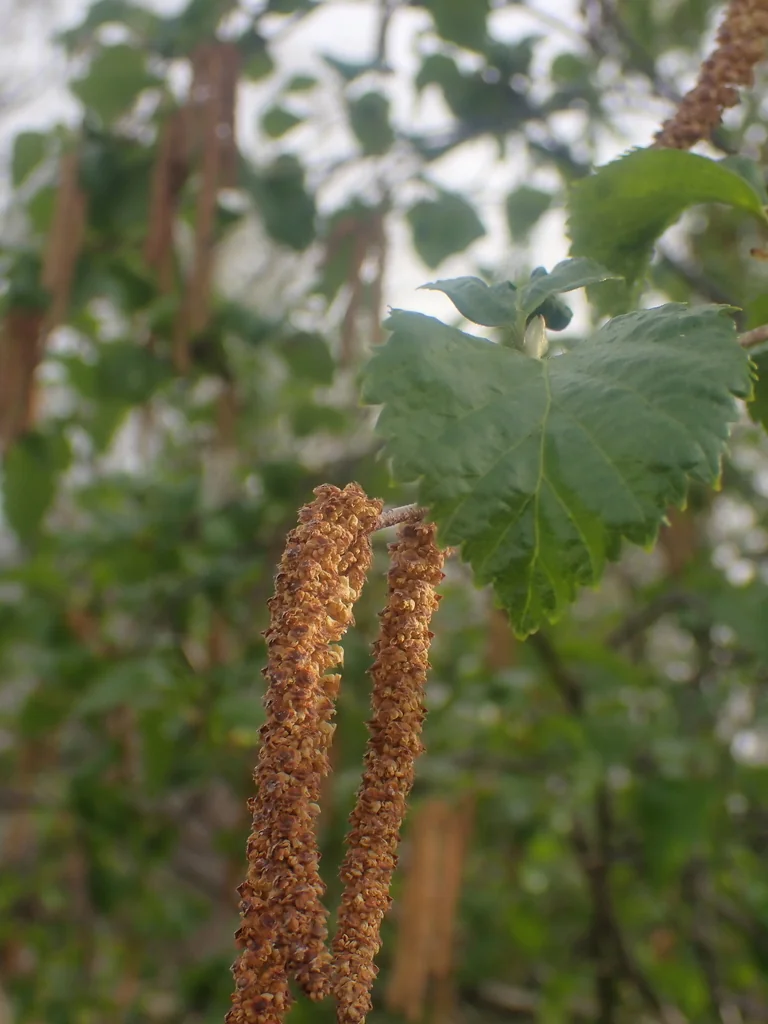 Betula Occidentalis