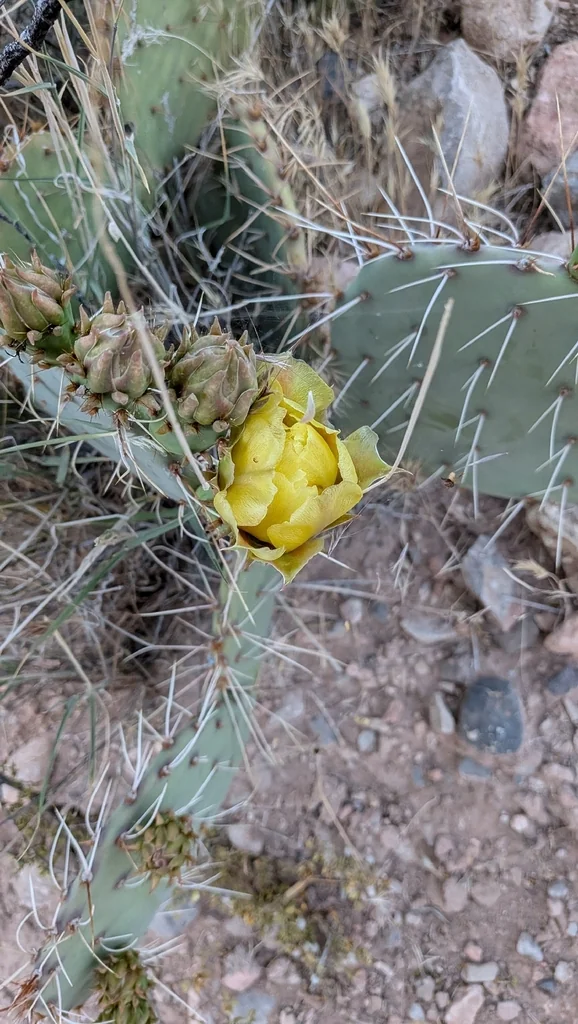 Opuntia Phaeacantha