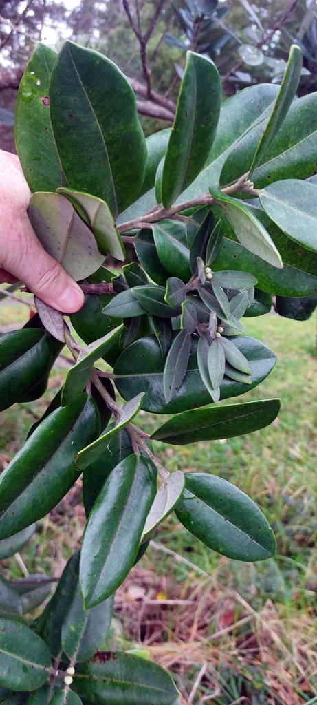 Metrosideros Excelsa