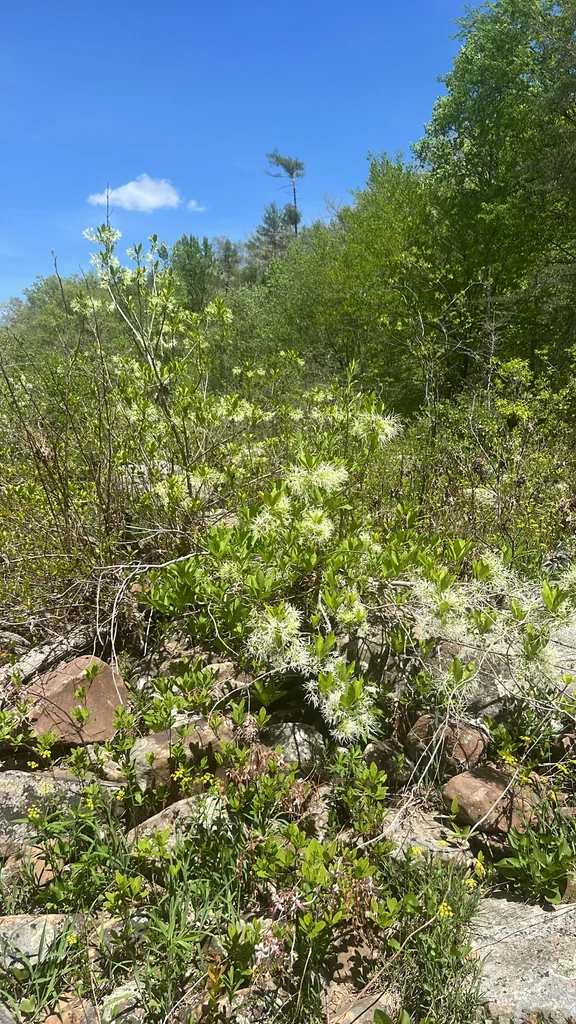 Chionanthus Virginicus