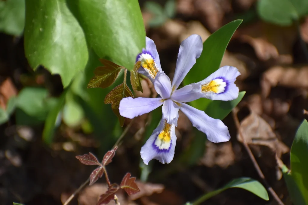Iris Cristata
