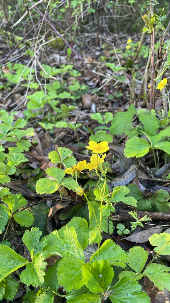 Waldsteinia Ternata