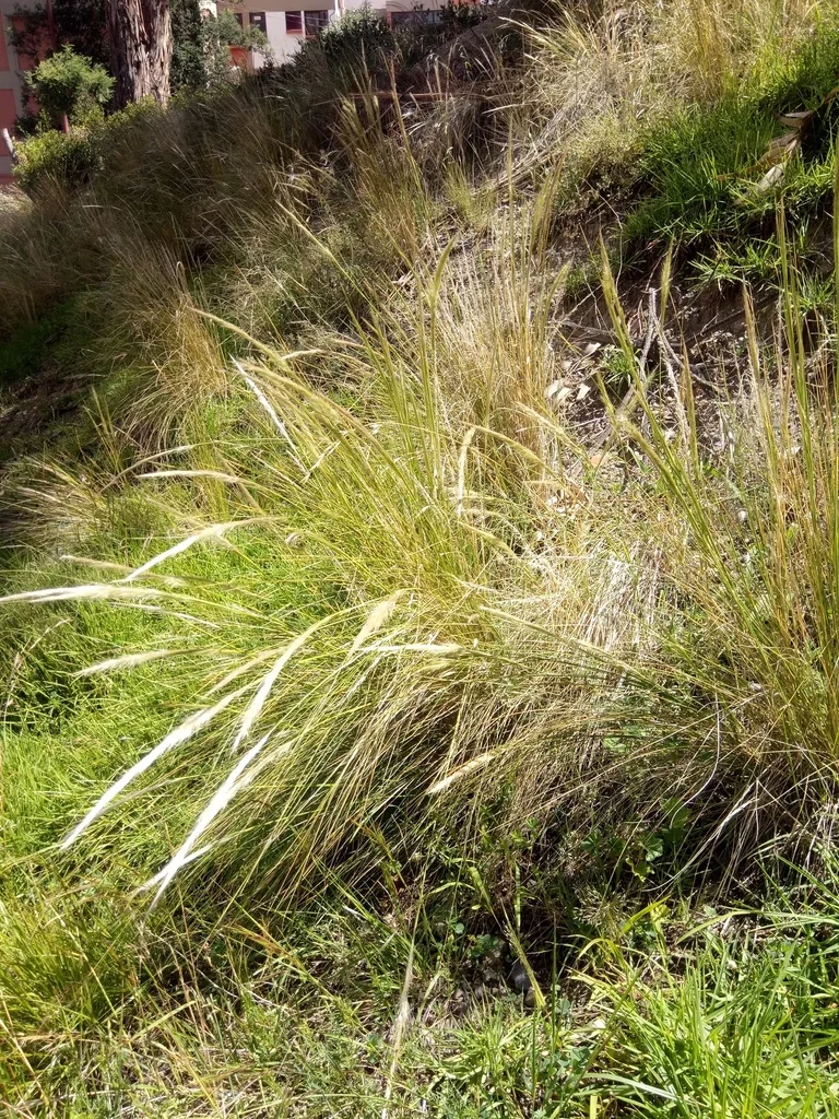 Stipa Ichu