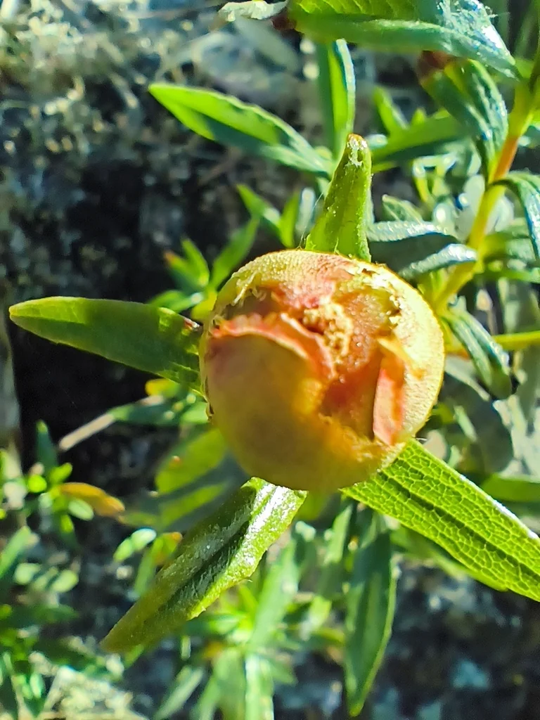 Cistus Ladanifer