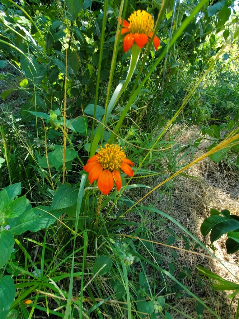Tithonia Rotundifolia