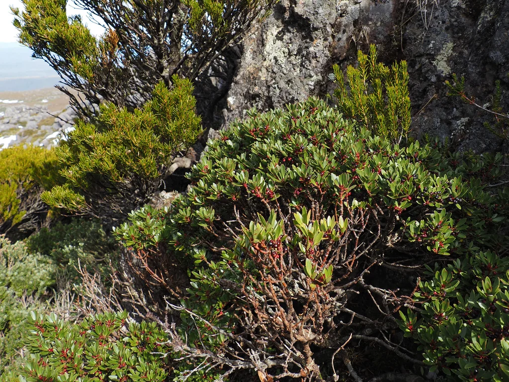 Drimys Lanceolata