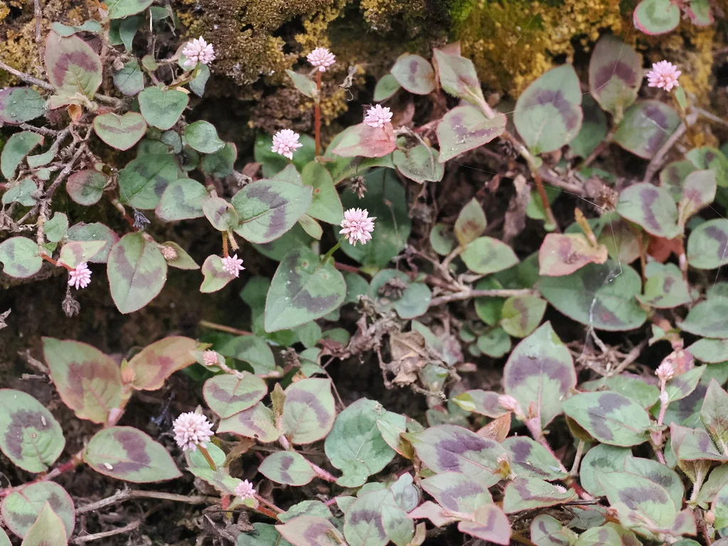 Persicaria Capitata