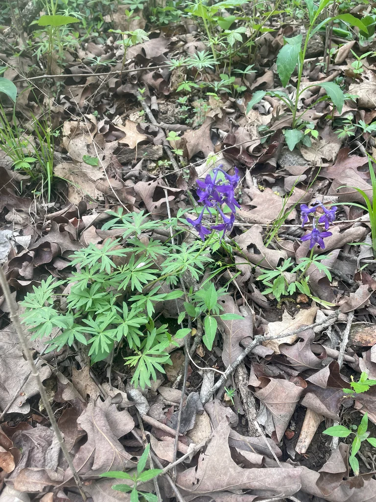Delphinium Tricorne