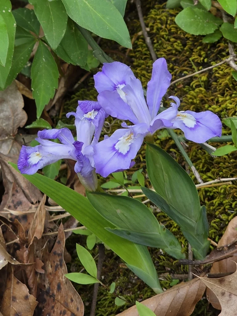 Iris Cristata