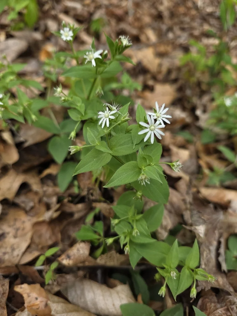 Stellaria Pubera