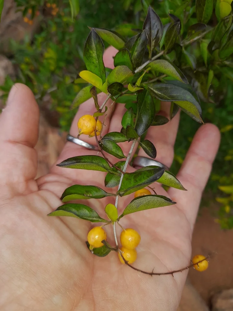 Duranta Erecta