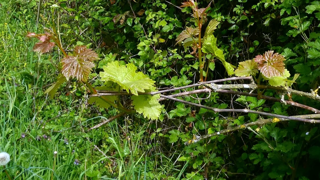 Vitis Vinifera