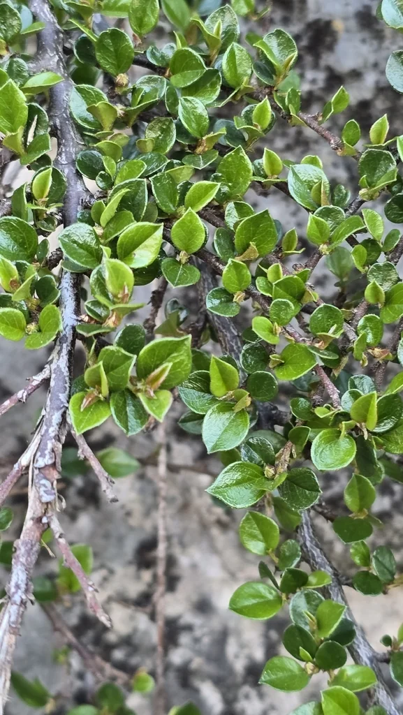 Cotoneaster Horizontalis