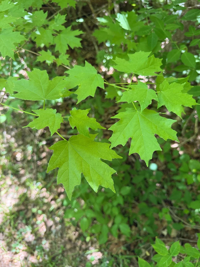 Acer Floridanum