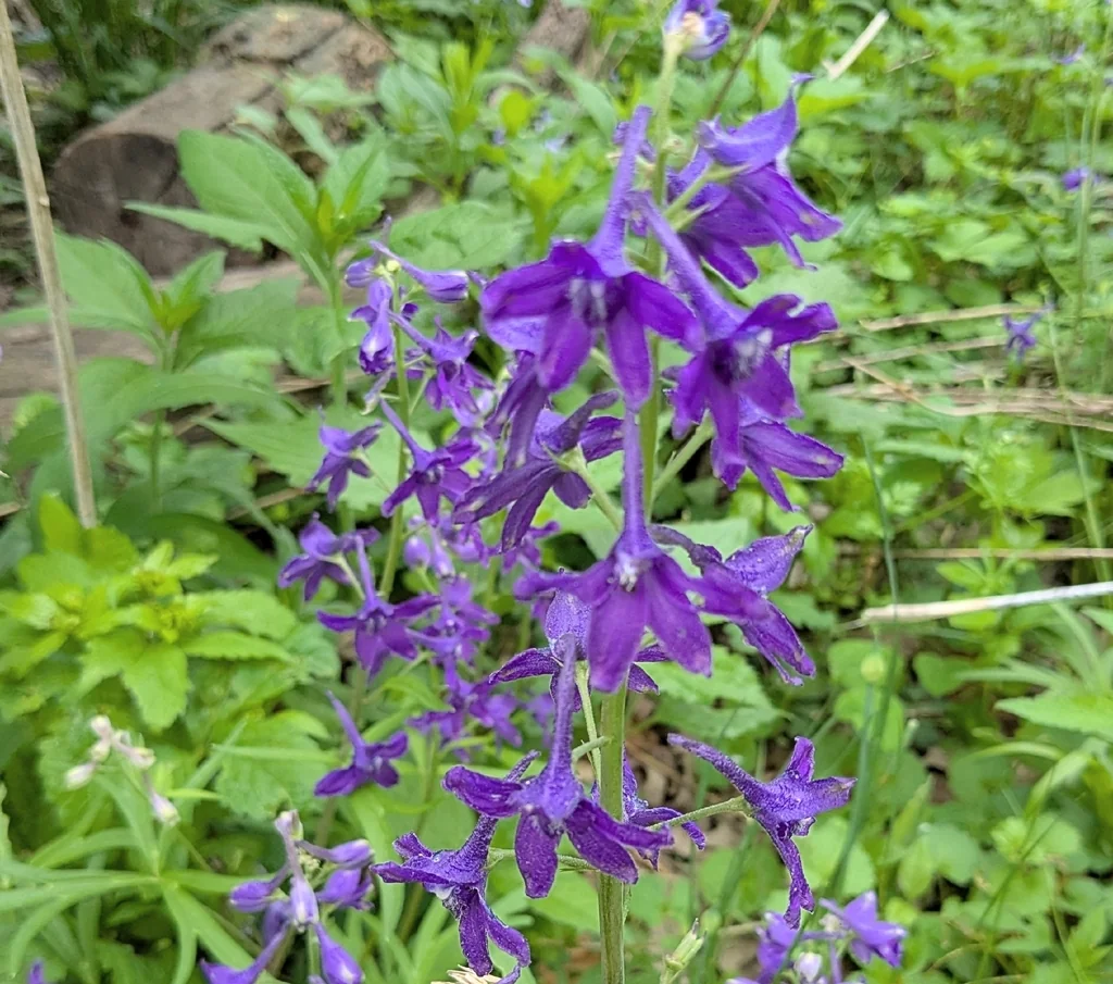 Delphinium Tricorne